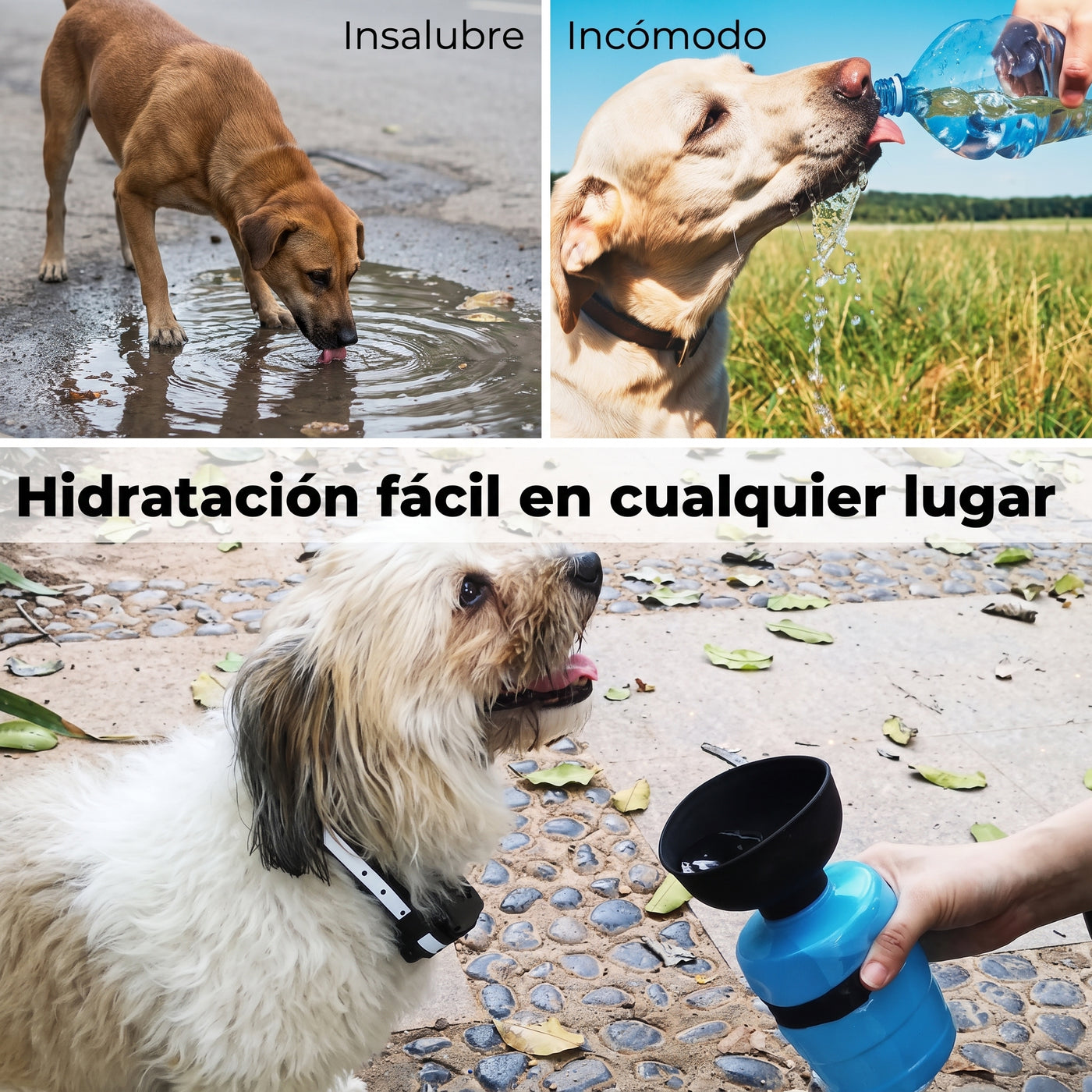 Composicion con la botella Kelo