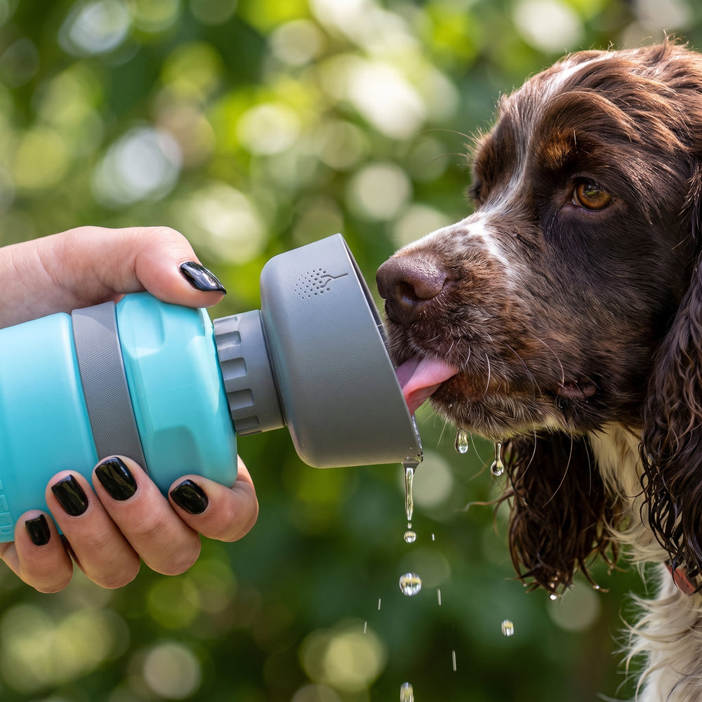 Perro bebiendo del cuenco de la botella Kelo